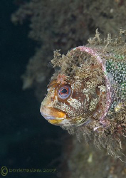 Tompot blenny. Trefor pier. D200, 60mm. by Derek Haslam 